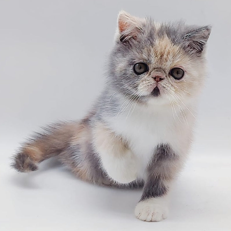 Klava Exotic female, blue tortie bicolour