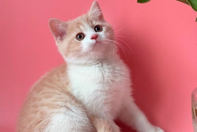 Luigi British Shorthair male, cream bicolour