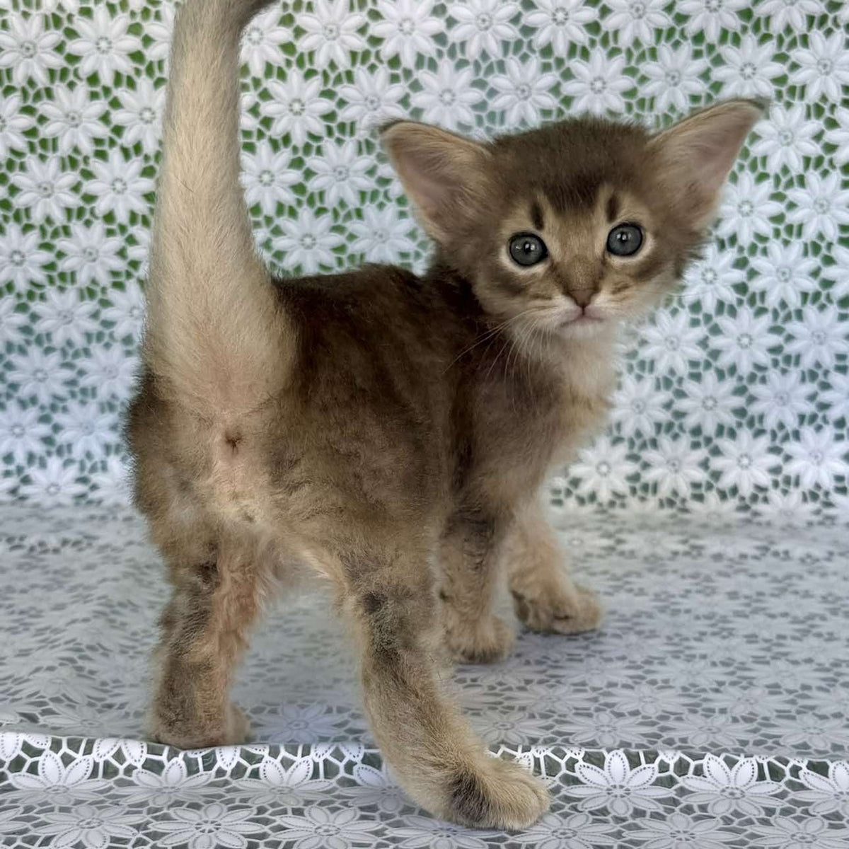 Іzumrud Somali male, blue