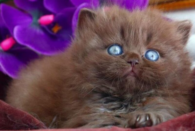 Stream British Longhair male chocolate - live animals
