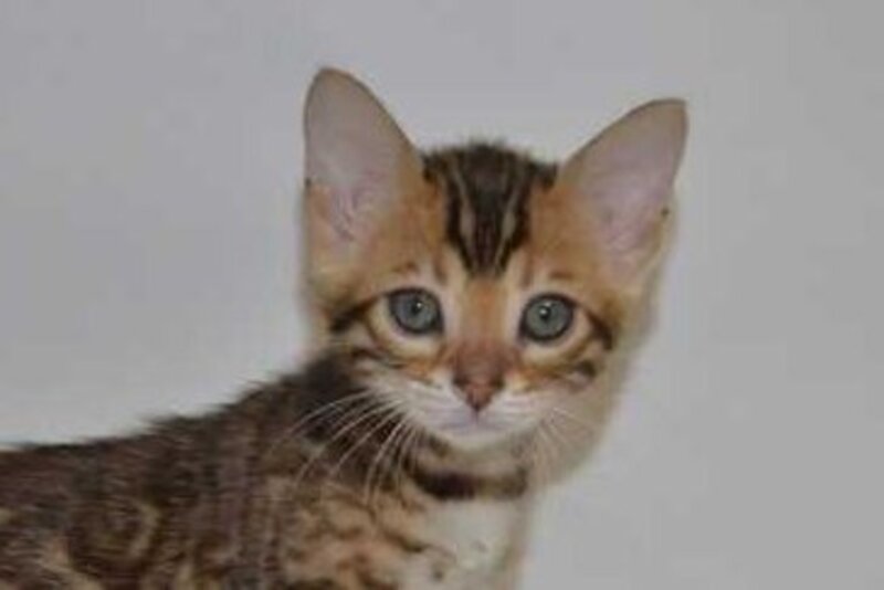 Lili Bengal female black spotted tabby - live animals