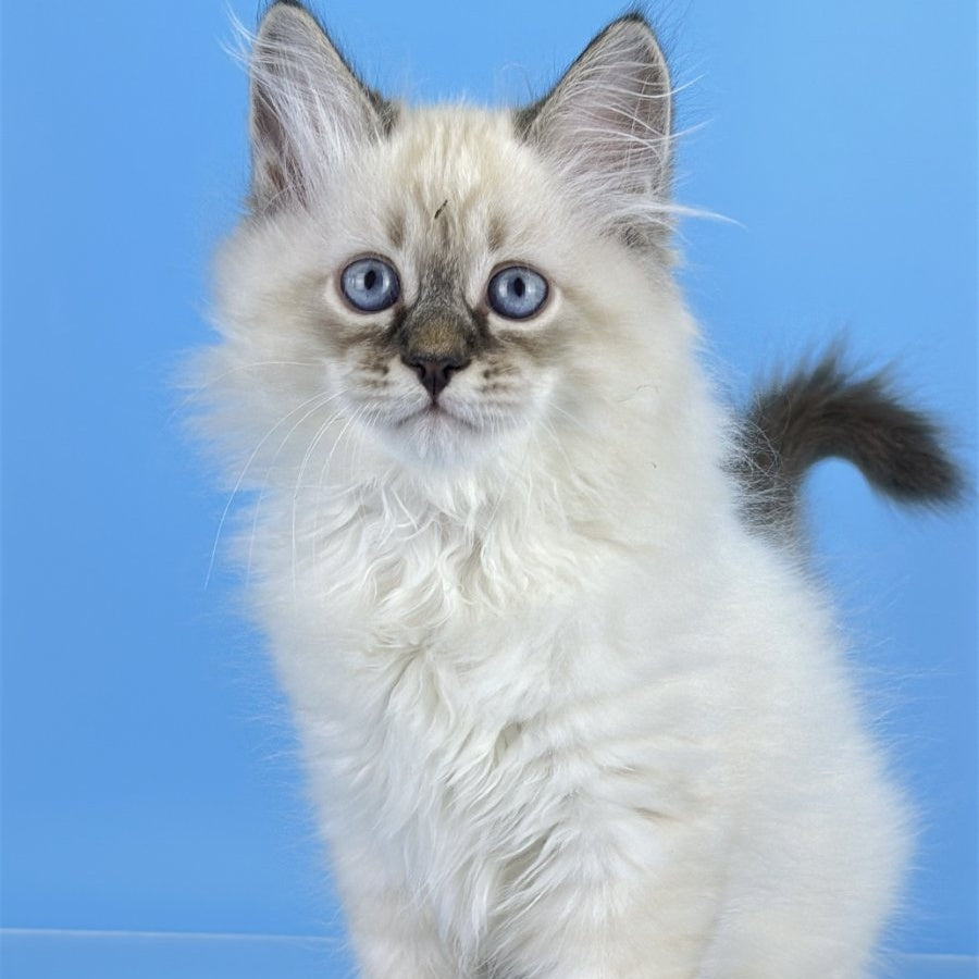 Archer Siberian male, black tabby pointed