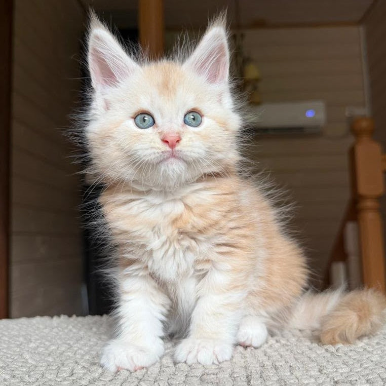 Champ Maine Coon male, red silver tabby