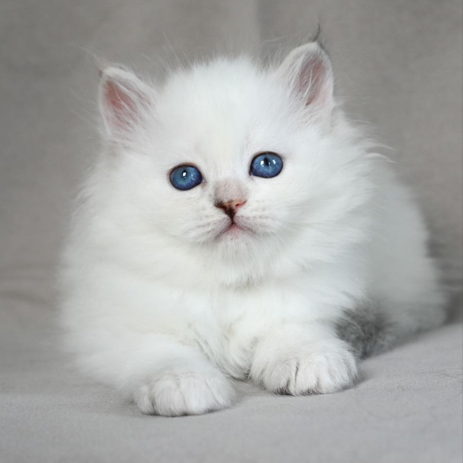 Holli Siberian female, blue tortie tabby pointed