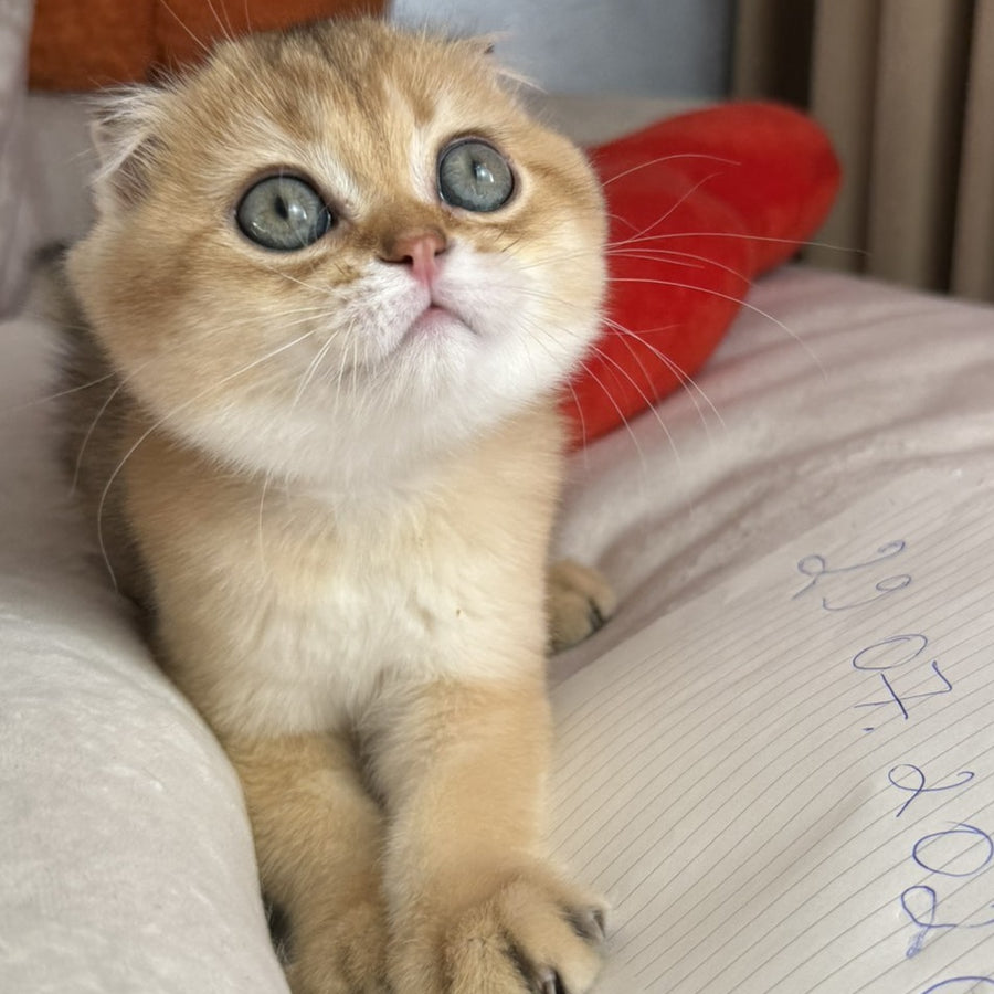 Elvis Scottish Fold male, black golden shaded