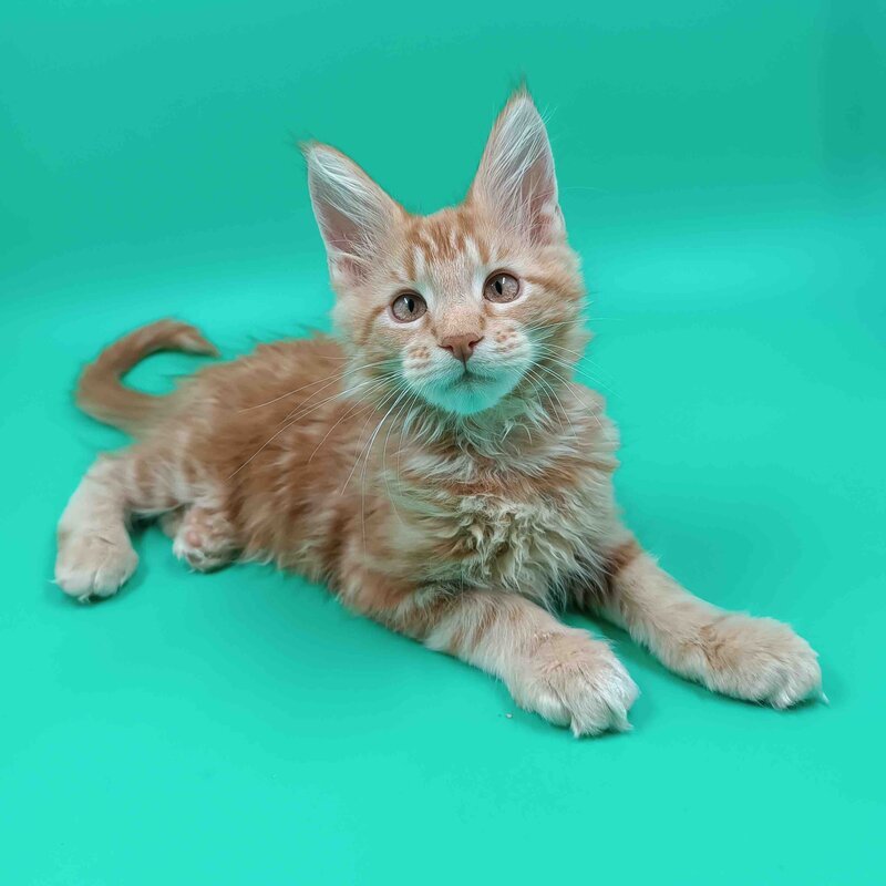 Rich Maine Coon male, red tabby