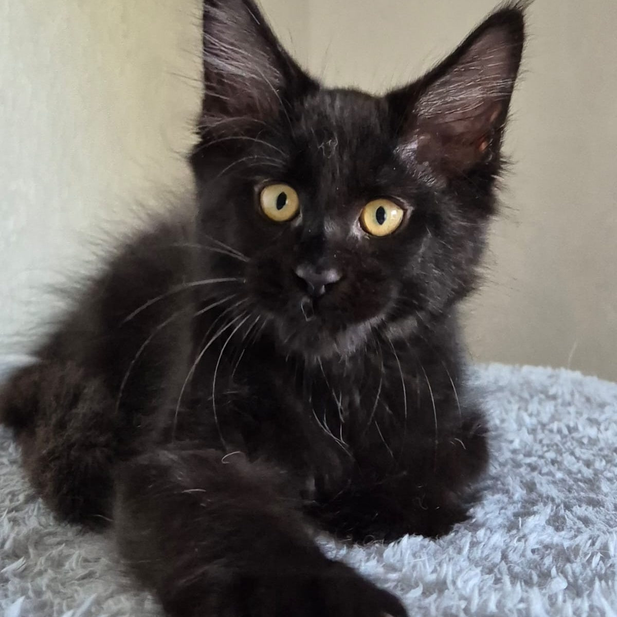 Kimberlite Maine Coon female, black
