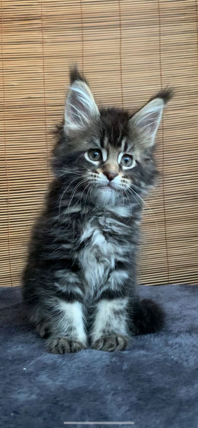 Lorelei Maine Coon female black tabby live animals