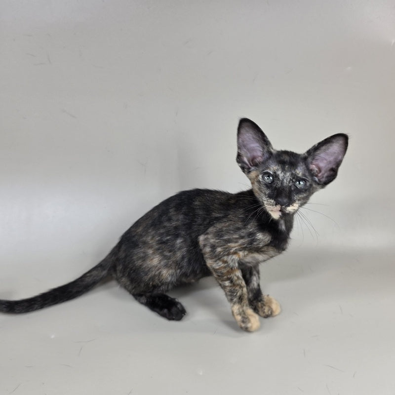 Xandra Oriental Shorthair female, chocolate tortie