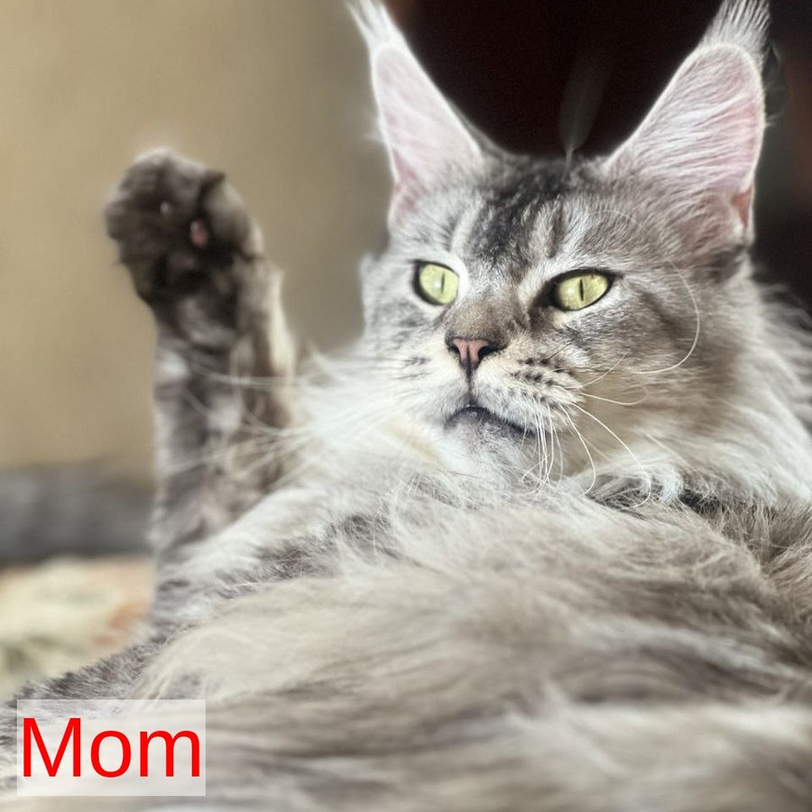 Ivory Maine Coon male, black silver tabby