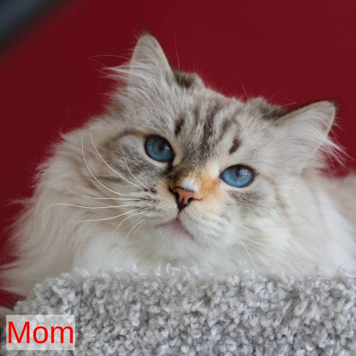 Ioann Siberian male, black with white tabby pointed