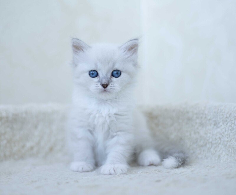 Hurma Siberian female, blue with white tabby pointed