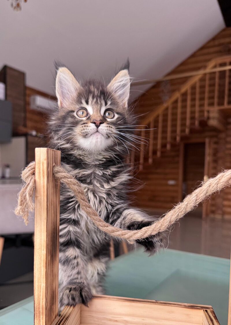 Georgina Maine Coon female black spotted tabby - live animals