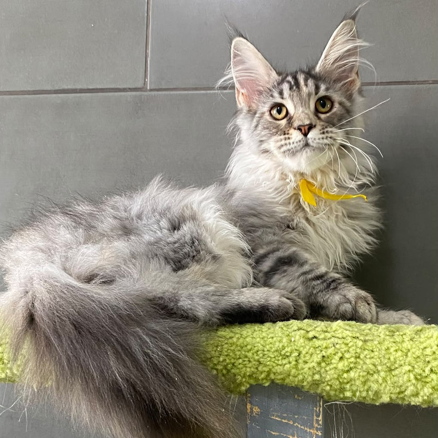 Seven Maine Coon female, black tortie silver tabby