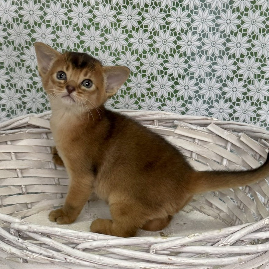 Leon Abyssinian male, ruddy