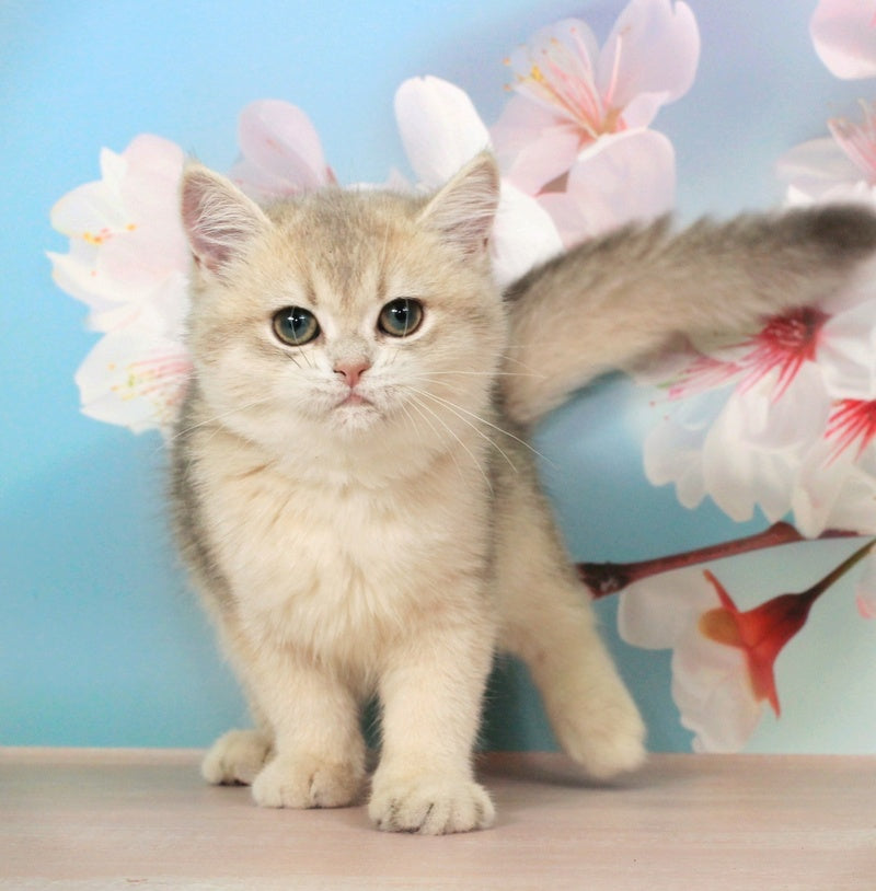 Princess British Shorthair female blue golden shaded - live animals