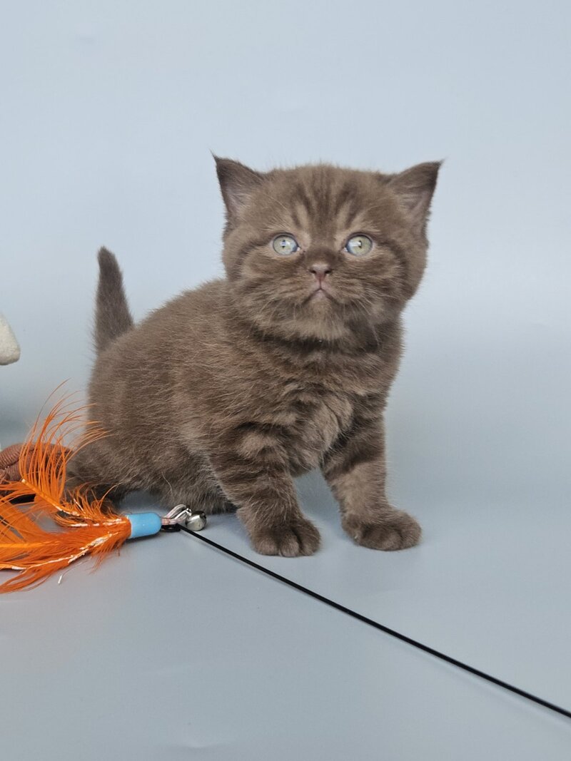 Aurelia British Shorthair female, chocolate