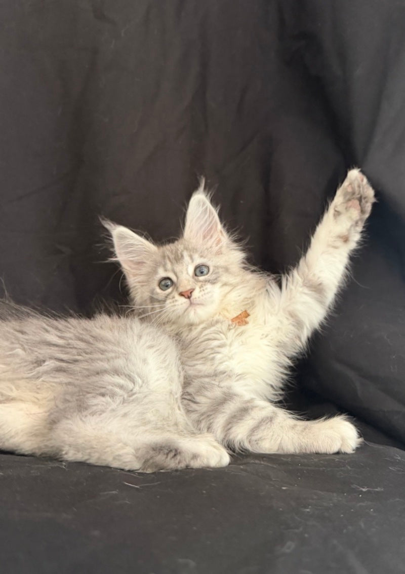 Zarqa Maine Coon female, blue silver tabby
