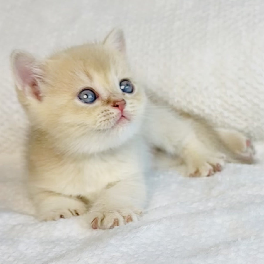 Galaxy Star British Shorthair male, lilac golden shaded