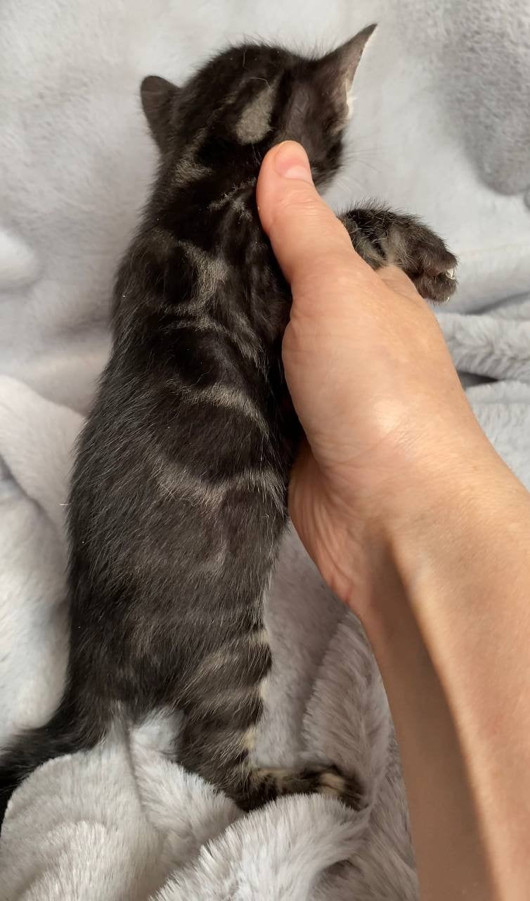 Isolde Bengal female black amber spotted tabby live animals