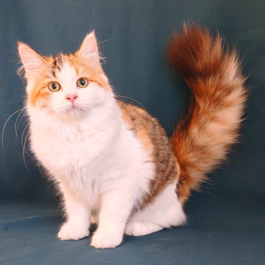 Pelageya Siberian female, black tortie harlequin spotted tabby