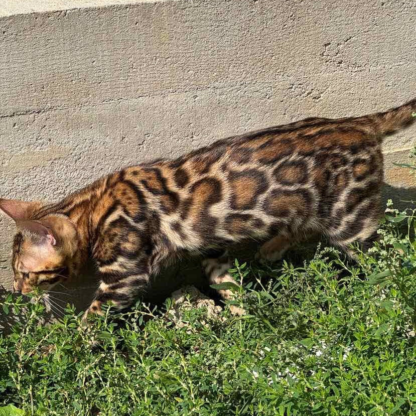 Wind Bengal male, black spotted tabby