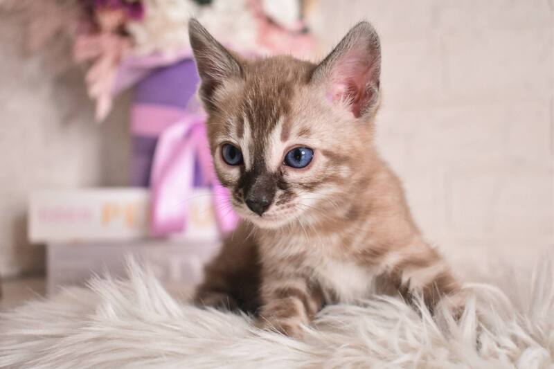 Chuma Bengal female snow mink charcoal - live animals