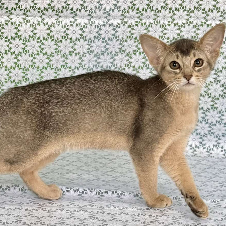 Fiesta Abyssinian female, blue