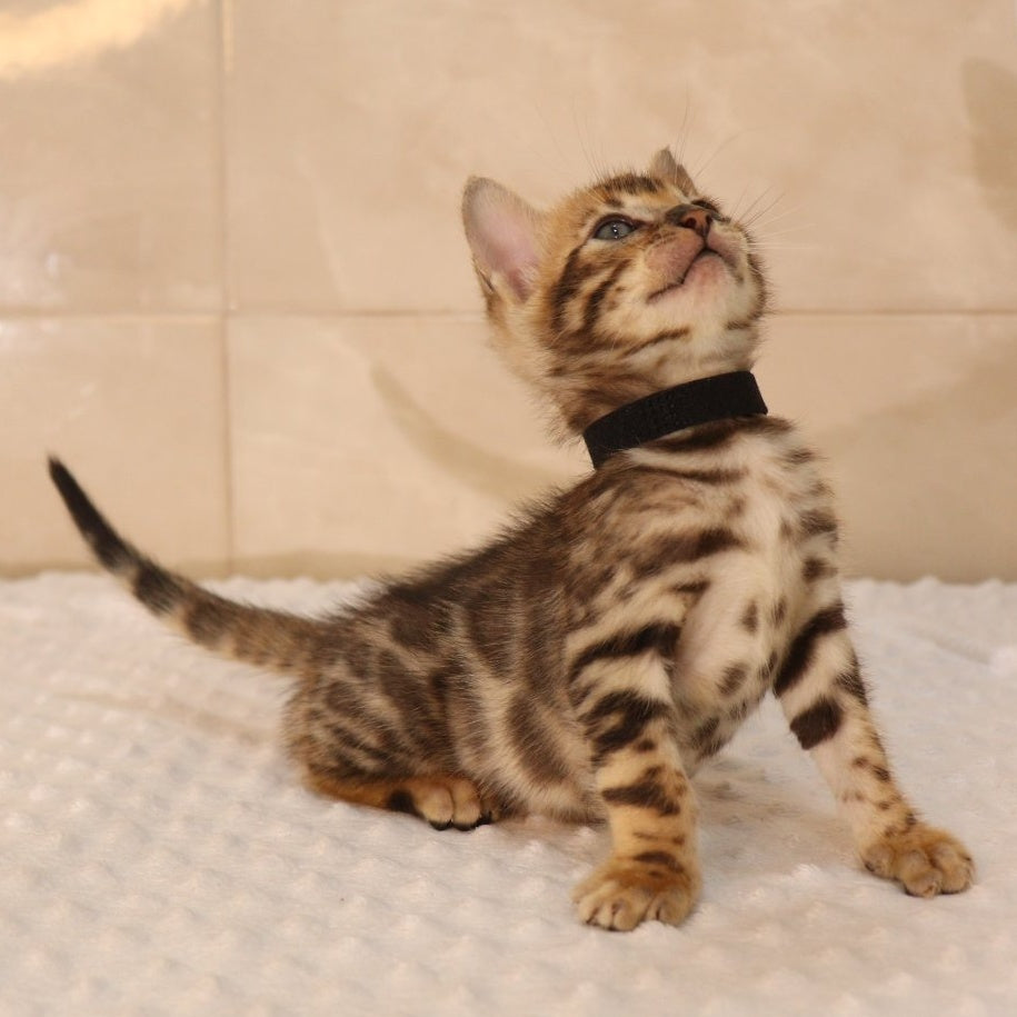 Xavier Bengal male, black spotted tabby
