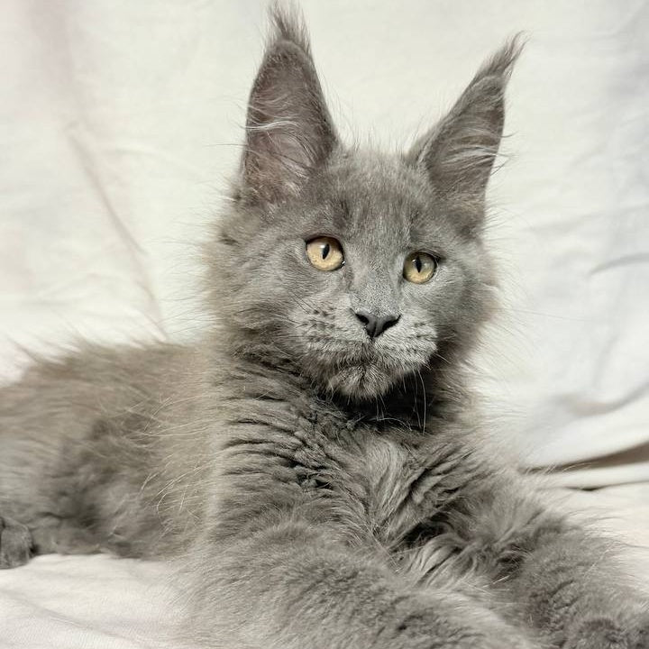 Gatsby Maine Coon male, blue silver