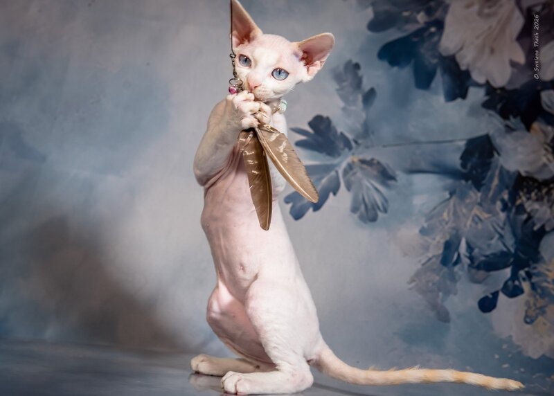 Ice Berry Devon Rex male red pointed - live animals
