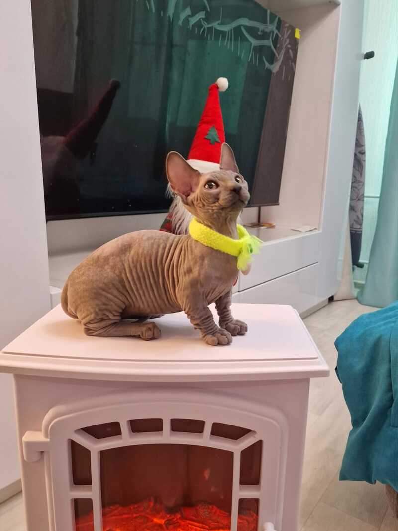 Baron Bambino male blue - live animals