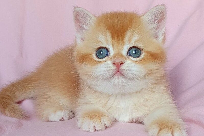 Teddy British Shorthair male, chocolate golden chinchilla