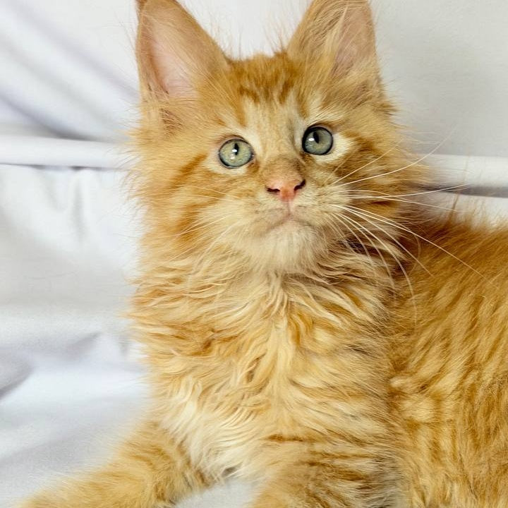 Maximilian Maine Coon male, red