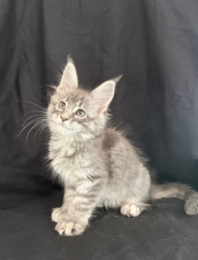 Zangi de Ziro Maine Coon male, blue silver tabby