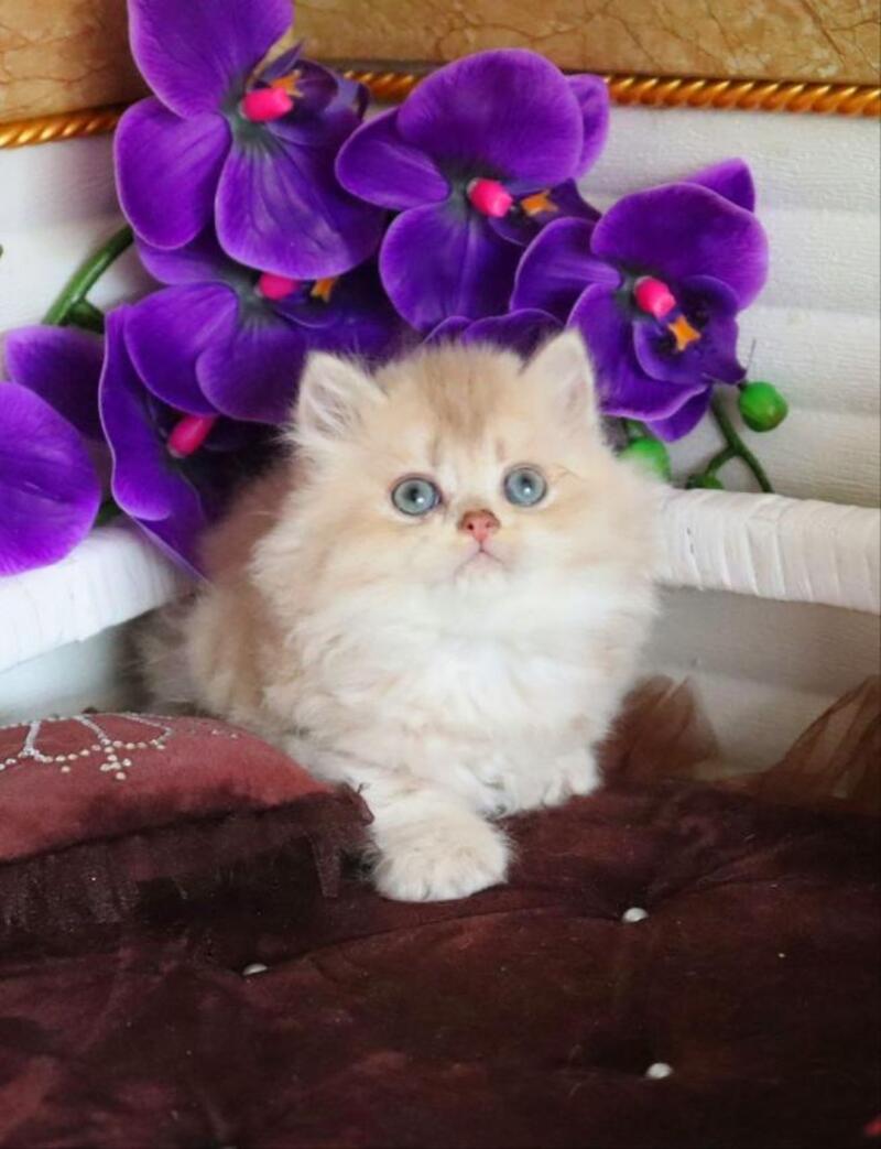Sam British Longhair male, lilac golden shaded
