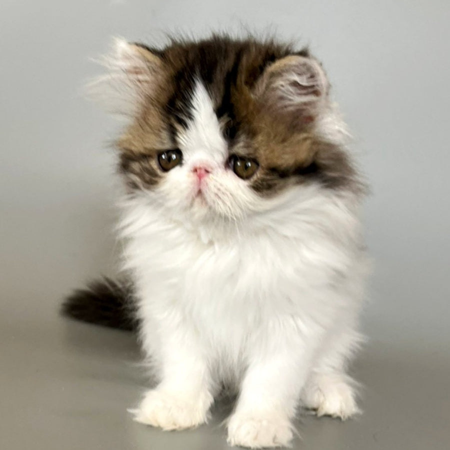 Armani Persian male, black spotted tabby van