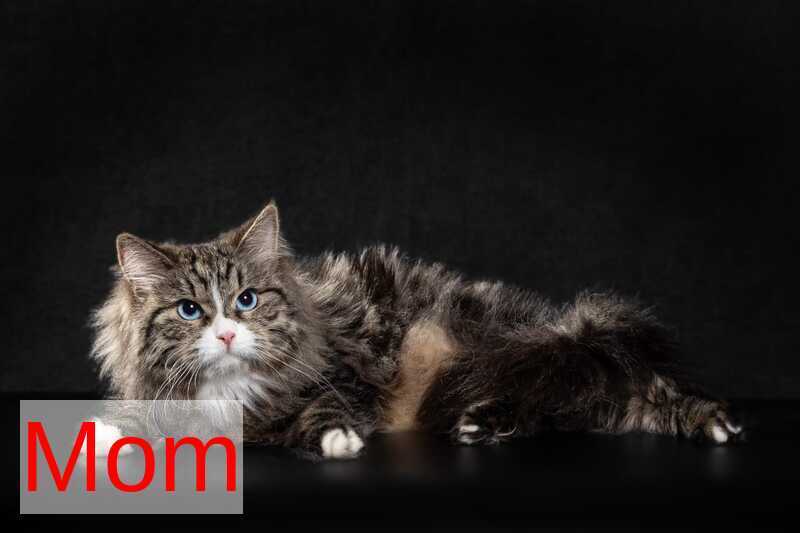 Konfetka Siberian female blue tortie tabby - live animals