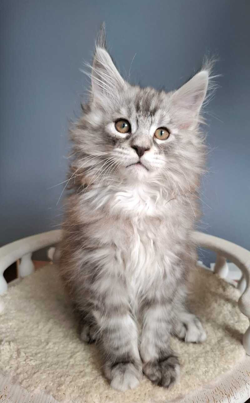 Elvis Maine Coon male black silver tabby - live animals