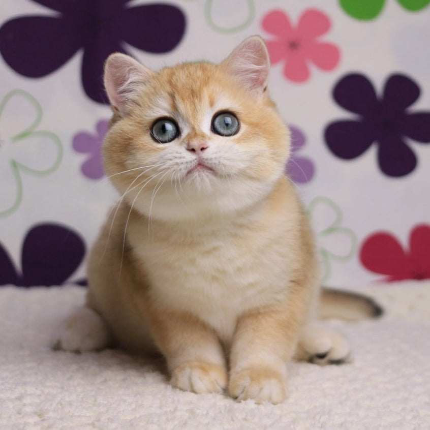 Percy British Shorthair male, black golden chinchilla