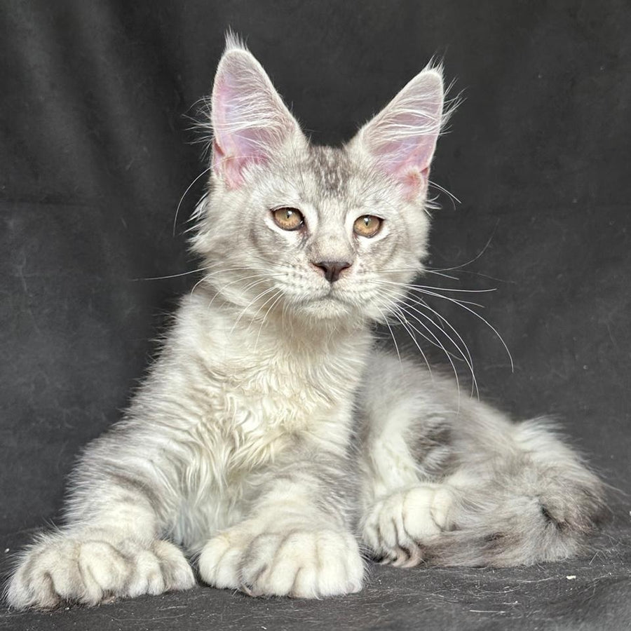 Jet Maine Coon polydactyl 6x6x6x6 male, black silver ticked tabby
