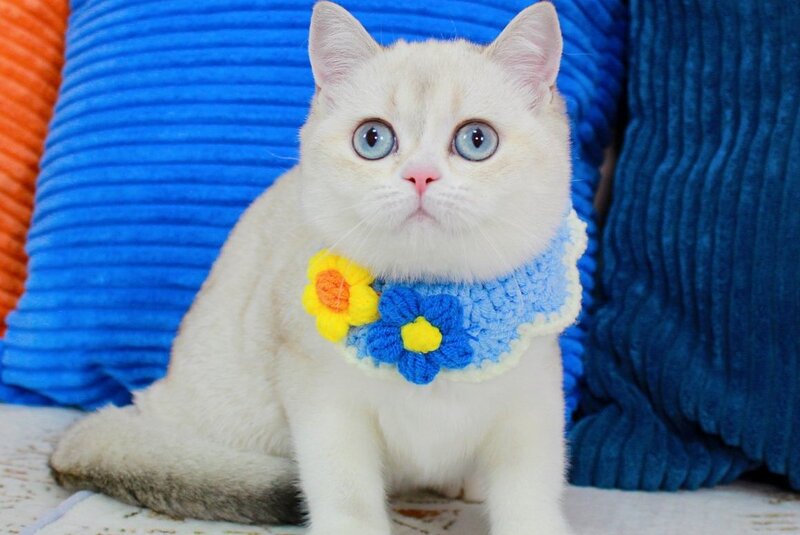 Isida Scottish Straight female chocolate golden ticked tabby pointed bicolour - live animals