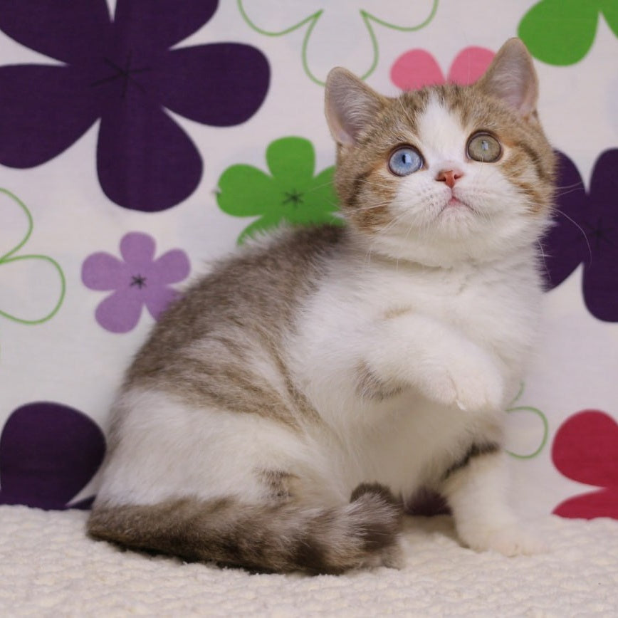 Cosmic British Shorthair male, chocolate spotted tabby bicolour