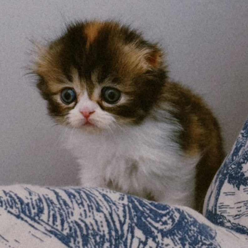 Kitty Scottish Fold female, black tortie tabby bicolour