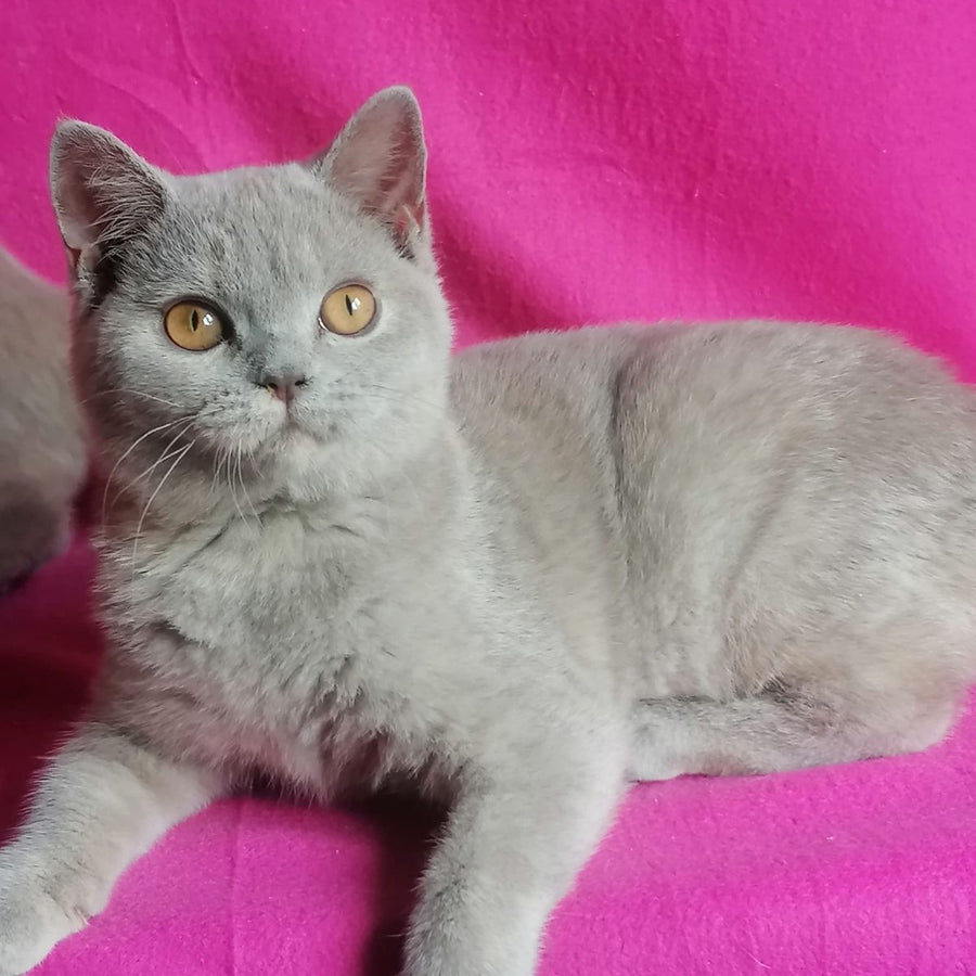 Laska British Shorthair female, lilac tortie
