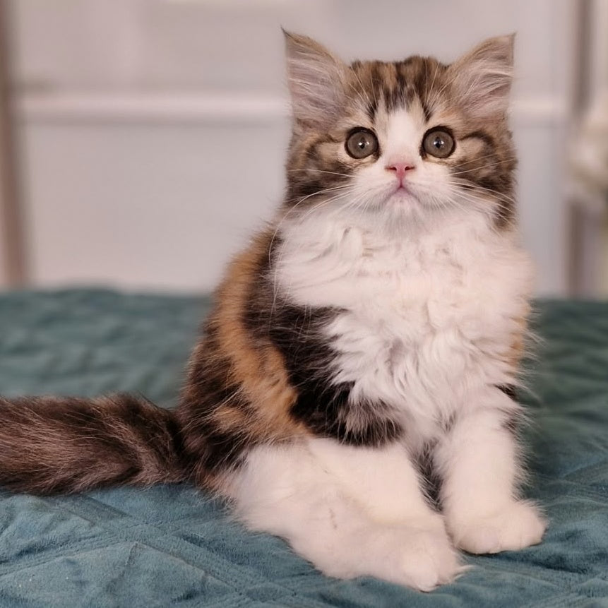 Оgirl Scottish Straight female, black tortie tabby bicolour