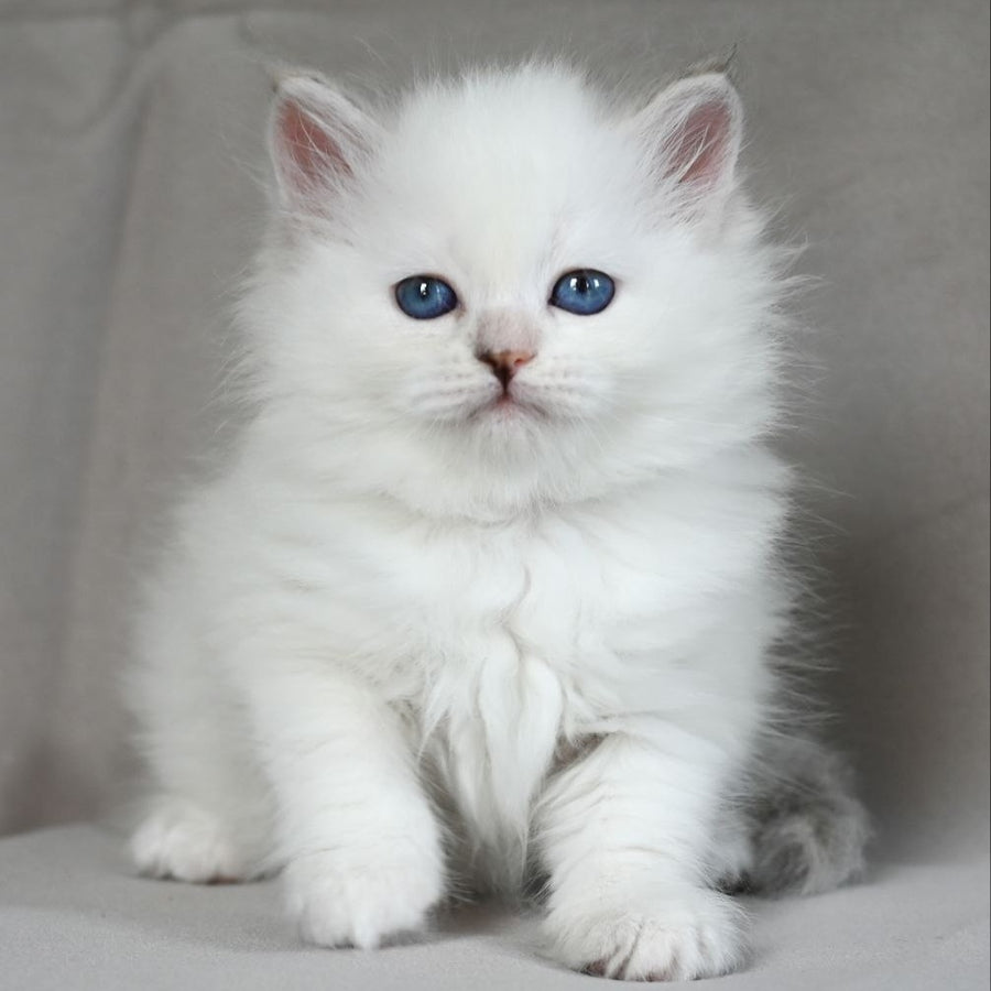 Holli Siberian female, blue tortie tabby pointed