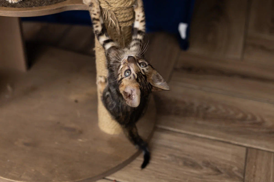 Ulf Bengal male black spotted tabby - live animals