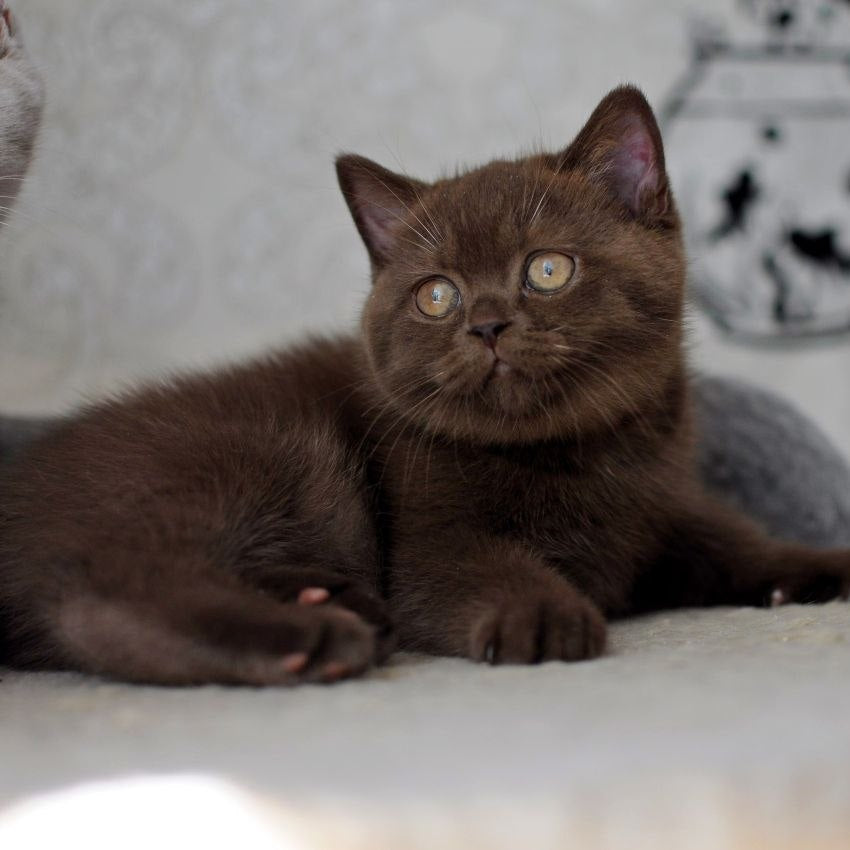 Rose British Shorthair female, chocolate