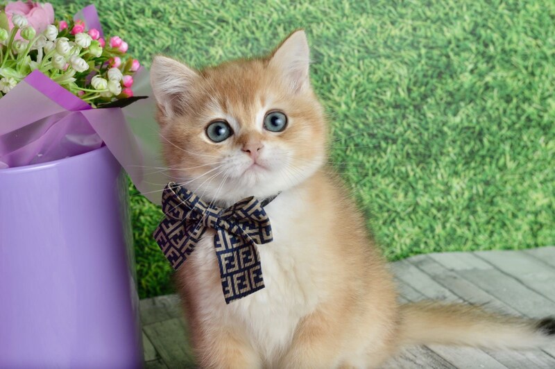 Sirius British Shorthair male black golden chinchilla - live animals